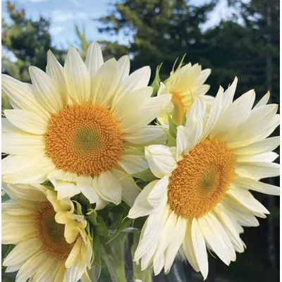 Sunflower - ProCut White Lite (Seed)