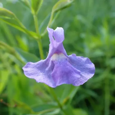Square Stemmed Monkey Flower (Seed)