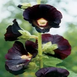 Hollyhock - Jet Black (Bulk Seed)