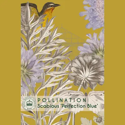 Scabiosa - Perfection Blue (Seed)