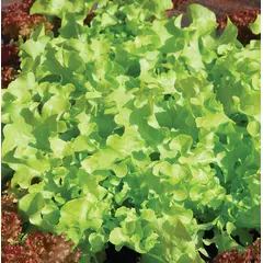 Lettuce - Black Seeded Simpson (Bulk Seed)