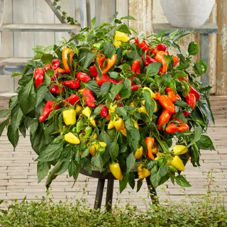 Sweet Pepper - Peppers from Heaven Trio (Seed)