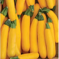 Summer Squash - Gold Rush Hybrid (Bulk Seed)