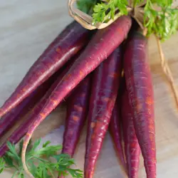 Carrot - Purple Haze (Bulk Seed)