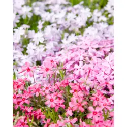 Phlox - Perennial Mix (Bulk Seed)