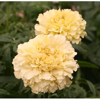 Marigold - Kilimanjaro Vanilla White (Seed)
