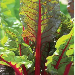 Swiss Chard - Rhubarb (Bulk Seed)