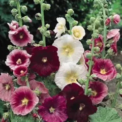 Hollyhock - Indian Spring Mix (Bulk Seed)