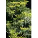 Herb - Fennel (Seed)