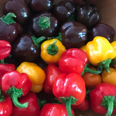 Sweet Pepper - Bangles Blend (Seed)