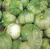 TOMATILLO TOMA VERDE 2G