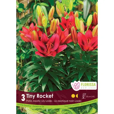 Lily - 'Tiny Rocket' 3/pkg
