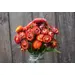 Strawflower - Fireball (Organic Seed)