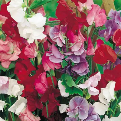 Sweet Pea - Jet Set Mix (Seed)