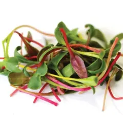 Microgreens - Bright Lights Swiss Chard (Bulk Seed)