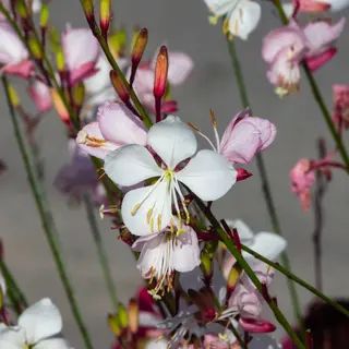 Gaura - The Bride (Seed)