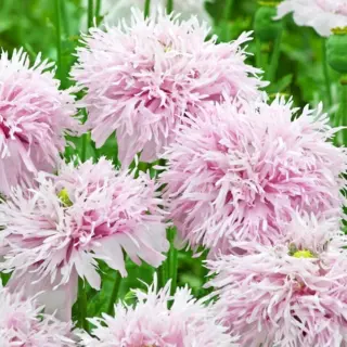 Poppy - Lilac Pompom (Seed)