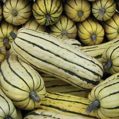 Squash - Honeyboat (Seed)