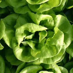 Lettuce - Summer Bibb (Bulk Seed)