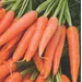 Carrot - Atomic Red (Bulk Seed)