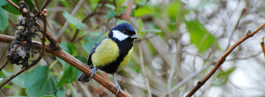 A bird-friendly garden is as easy as these four steps