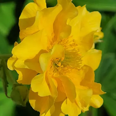 Geum - Lady Stratheden (Seed)