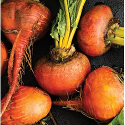 Beet - Touchstone Gold (Bulk Seed)