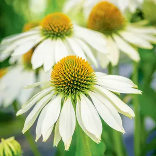 Coneflower - Sundress (Seed)