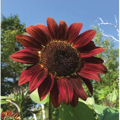 Sunflower - Chocolate Cherry (Seed)