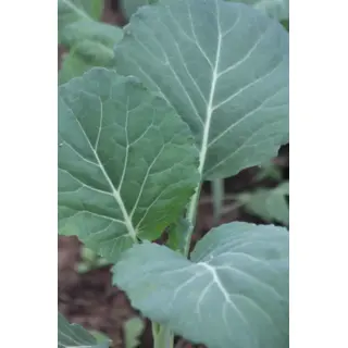 Greens - Morris Heading Collard Greens (Seed)