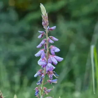 Canada Tick Trefoil (Seed)