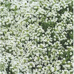 Alyssum - Snowcloth (Bulk Seed)