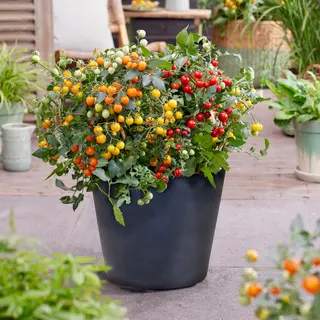 Tomato - Tiny Temptations (Seed)