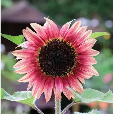 Sunflower - ProCut Plum (Seed)