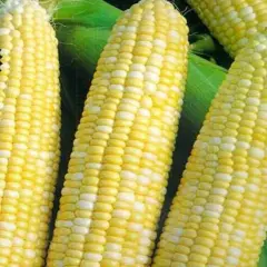 Corn (Bulk Seed)
