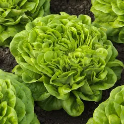 Lettuce - Canagio (Pelletized Bulk Seed)