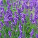 Lavender - Munstead (Seed)