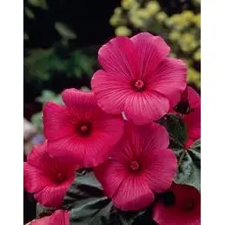 Lavatera - Ruby Regis (Bulk Seed)