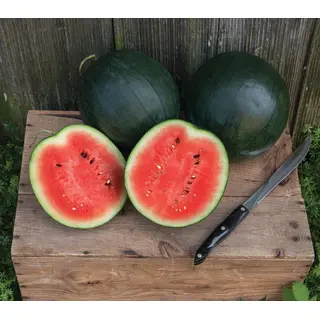 Watermelon - Sugar Baby (Organic Seed)
