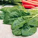 Perpetual Spinach - Leaf Beet (Seed)