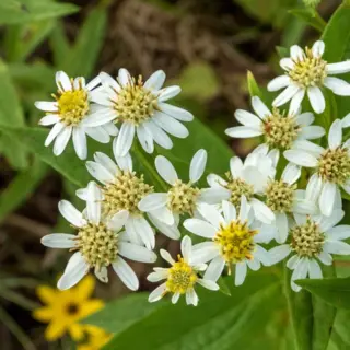 Flat-Topped White Aster (Seed)