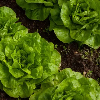 Lettuce - Butterhead Brighton (Seed)