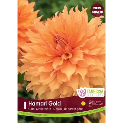 Dahlia - 'Hamari Gold' 1/pkg