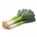 ONIONS LEEKS OG | 20 LBS