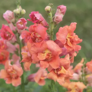 Snapdragon - Madame Butterfly Bronze (Seed)
