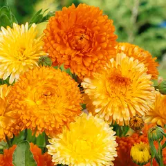 Calendula - Family Circle Mix (Bulk Seed)