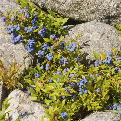Wild Lowbush Blueberry (Seed)