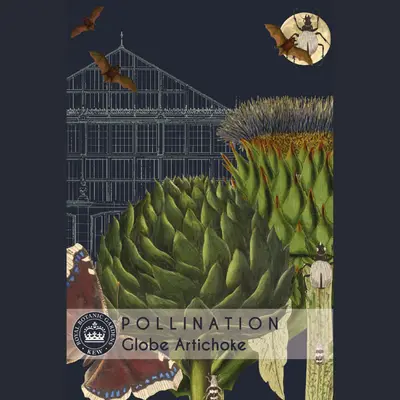 Globe Artichoke (Seed)