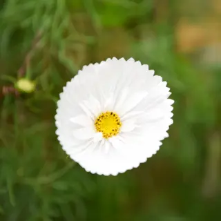 Cosmos - Cupcakes White (Seed)