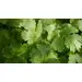 HERB CILANTRO OG | 30 CT